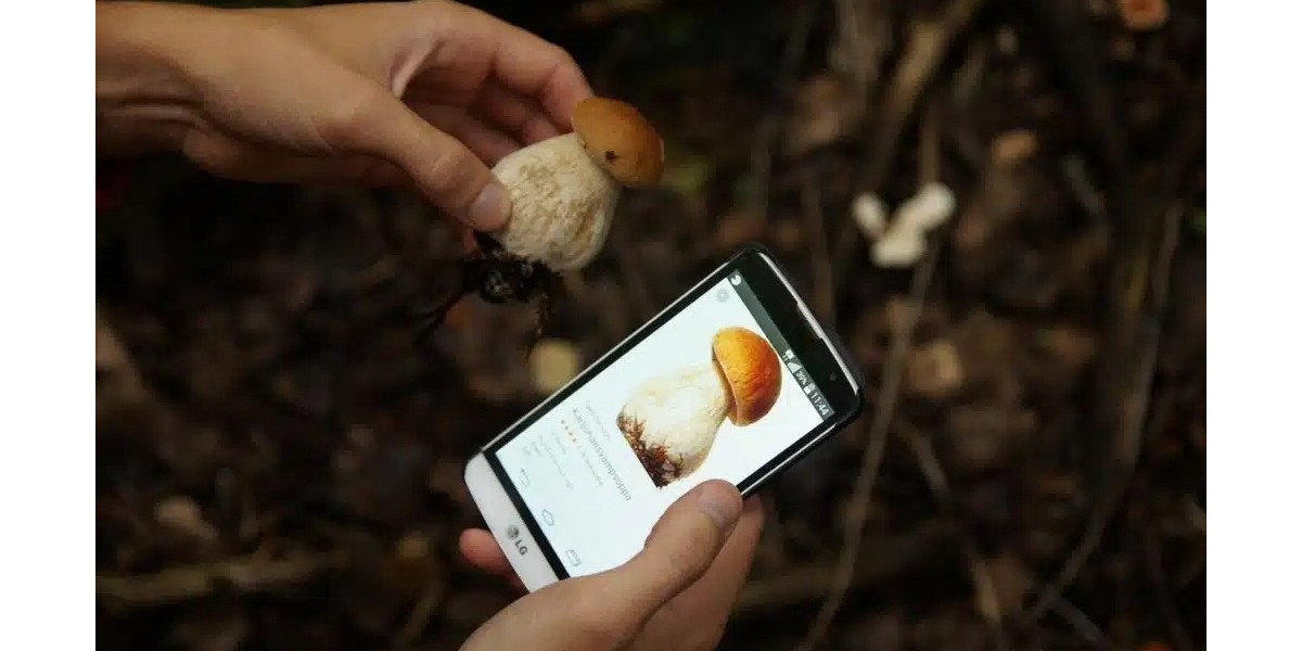 Les meilleures applications pour la cueillette des champignons